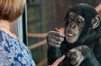 Pessoa do Jardim Zoológico de Monarto com Macaco