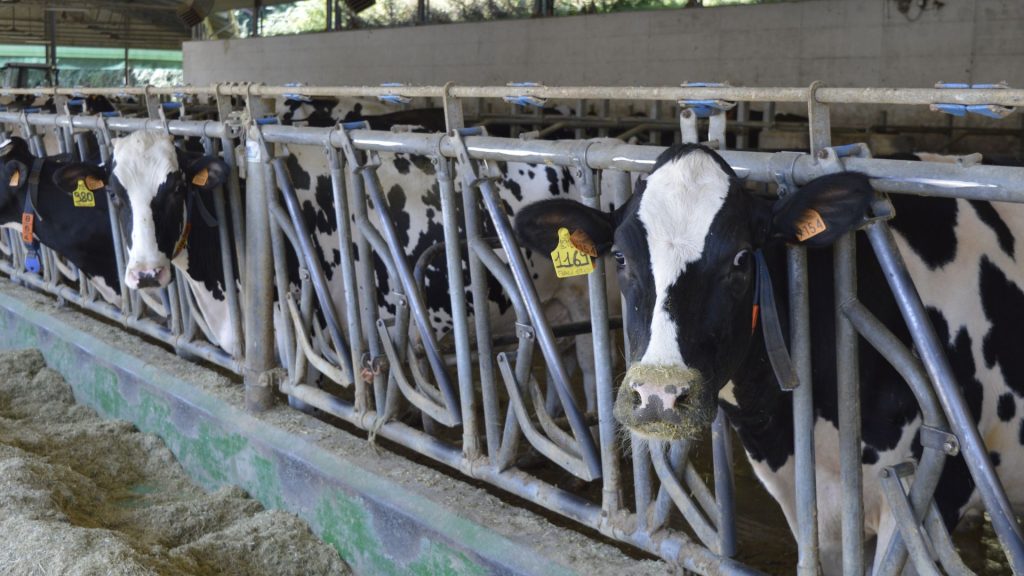 arcobaleno cow farm